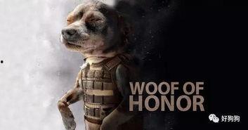 娱乐吃瓜汪星人是谁,网络红星的崛起之路